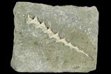 3" Archimedes Screw Bryozoan Fossil - Illinois - #129636-1